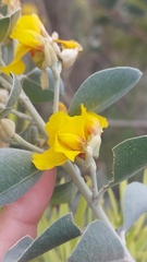 Stirtonanthus taylorianus