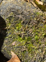 Ptychostomum pseudotriquetrum