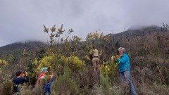 Stirtonanthus taylorianus
