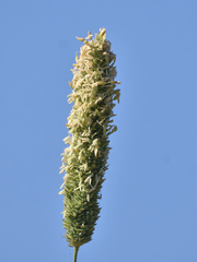 Phalaris aquatica