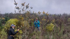 Stirtonanthus taylorianus