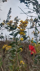 Stirtonanthus taylorianus