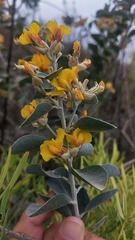 Stirtonanthus taylorianus