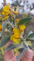 Stirtonanthus taylorianus