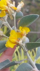 Stirtonanthus taylorianus