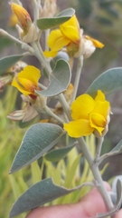 Stirtonanthus taylorianus