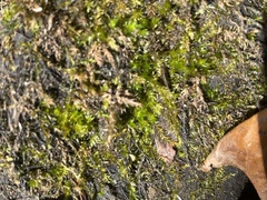 Ptychostomum pseudotriquetrum