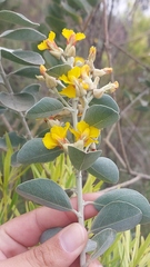 Stirtonanthus taylorianus