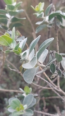 Stirtonanthus taylorianus