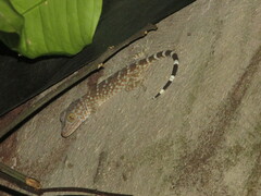 Gekko gecko