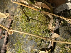 Ptychostomum pseudotriquetrum