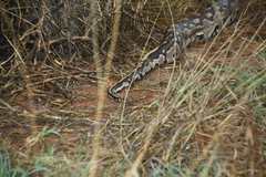 Python natalensis