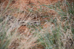 Python natalensis