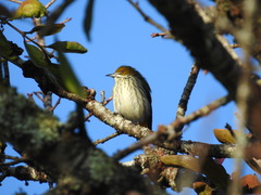 Dicaeum chrysorrheum