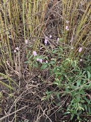 Persicaria bicornis