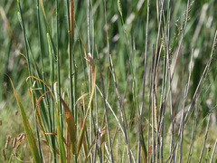 Phalaris aquatica