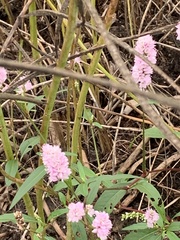 Persicaria bicornis