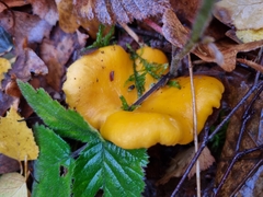 Cantharellus cibarius