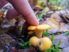 Cantharellus cibarius
