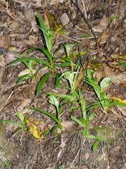 Pterostylis banksii