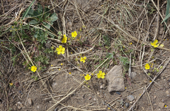 Potentilla jenissejensis