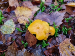 Cantharellus cibarius
