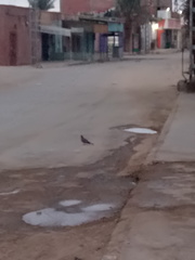 Streptopelia decaocto