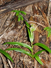 Pterostylis banksii
