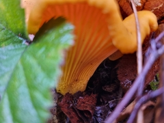 Cantharellus cibarius