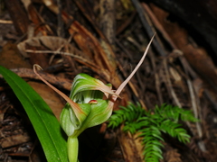 Pterostylis banksii