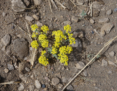 Odontarrhena obovata