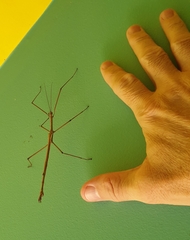 Phasmatini