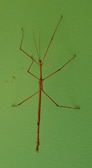 Phasmatini