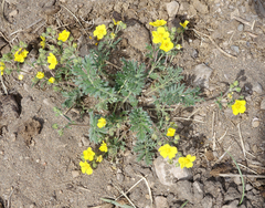 Potentilla jenissejensis