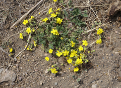 Potentilla jenissejensis