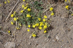 Potentilla jenissejensis