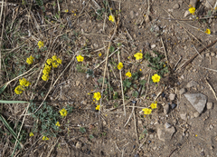 Potentilla jenissejensis