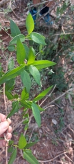 Strophanthus gerrardii