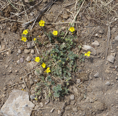 Potentilla jenissejensis