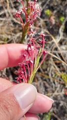Struthiola macowanii