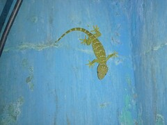 Gekko gecko