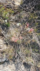 Struthiola macowanii