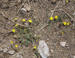 Potentilla jenissejensis