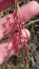 Struthiola macowanii
