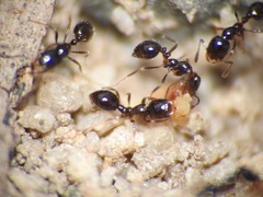 Monomorium