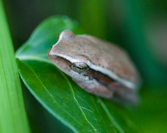 Hyperolius horstockii