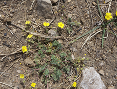 Potentilla jenissejensis