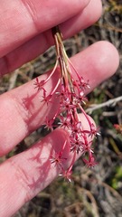 Struthiola macowanii