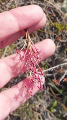 Struthiola macowanii