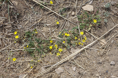 Potentilla jenissejensis